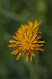 Fotografia da espécie Crepis aurea