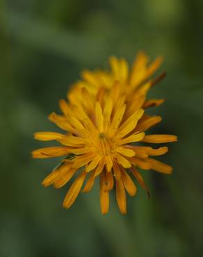 Fotografia 5 da espécie Crepis aurea no Jardim Botânico UTAD