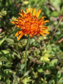 Fotografia da espécie Crepis aurea