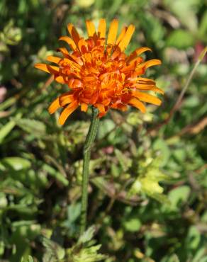 Fotografia 6 da espécie Crepis aurea no Jardim Botânico UTAD