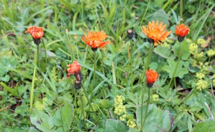 Fotografia da espécie Crepis aurea