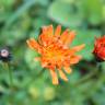 Fotografia 8 da espécie Crepis aurea do Jardim Botânico UTAD