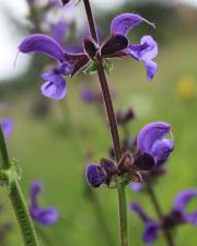 Fotografia da espécie Salvia pratensis