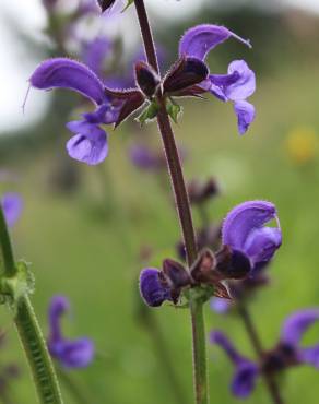 Fotografia 1 da espécie Salvia pratensis no Jardim Botânico UTAD