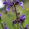 Fotografia 1 da espécie Salvia pratensis do Jardim Botânico UTAD