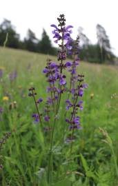 Fotografia da espécie Salvia pratensis