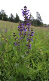 Fotografia da espécie Salvia pratensis