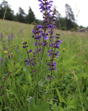 Fotografia 3 da espécie Salvia pratensis no Jardim Botânico UTAD