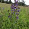 Fotografia 3 da espécie Salvia pratensis do Jardim Botânico UTAD