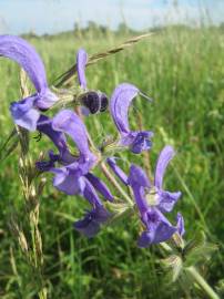 Fotografia da espécie Salvia pratensis