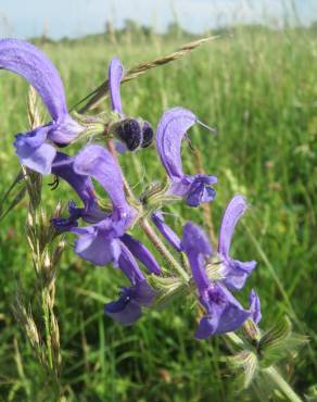 Fotografia 4 da espécie Salvia pratensis no Jardim Botânico UTAD