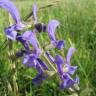 Fotografia 4 da espécie Salvia pratensis do Jardim Botânico UTAD