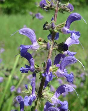 Fotografia 5 da espécie Salvia pratensis no Jardim Botânico UTAD