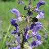 Fotografia 5 da espécie Salvia pratensis do Jardim Botânico UTAD