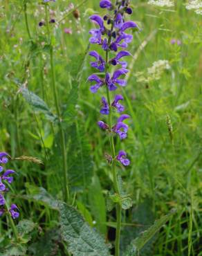 Fotografia 6 da espécie Salvia pratensis no Jardim Botânico UTAD