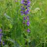 Fotografia 6 da espécie Salvia pratensis do Jardim Botânico UTAD