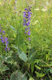 Fotografia da espécie Salvia pratensis