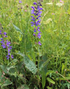 Fotografia 7 da espécie Salvia pratensis no Jardim Botânico UTAD