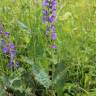 Fotografia 7 da espécie Salvia pratensis do Jardim Botânico UTAD