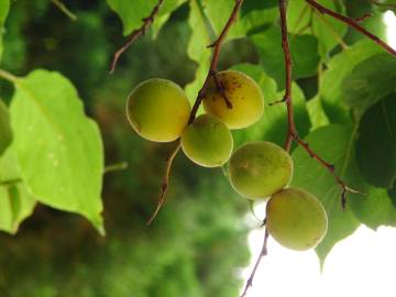 Fotografia da espécie Prunus armeniaca