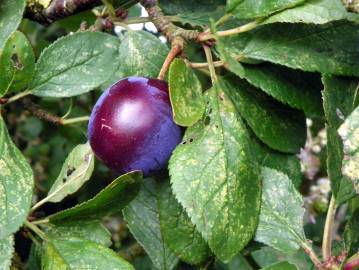 Fotografia da espécie Prunus insititia