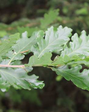 Fotografia 4 da espécie Quercus petraea subesp. petraea no Jardim Botânico UTAD