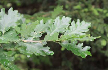 Fotografia da espécie Quercus petraea subesp. petraea