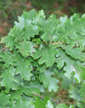 Fotografia 5 da espécie Quercus petraea subesp. petraea no Jardim Botânico UTAD