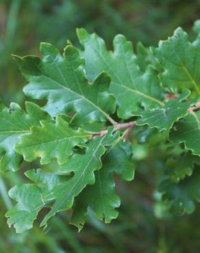Fotografia 6 da espécie Quercus petraea subesp. petraea no Jardim Botânico UTAD