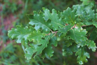 Fotografia da espécie Quercus petraea subesp. petraea