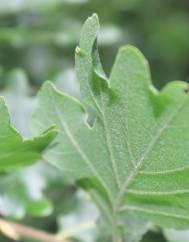 Quercus petraea subesp. petraea