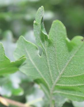 Fotografia 1 da espécie Quercus petraea subesp. petraea no Jardim Botânico UTAD