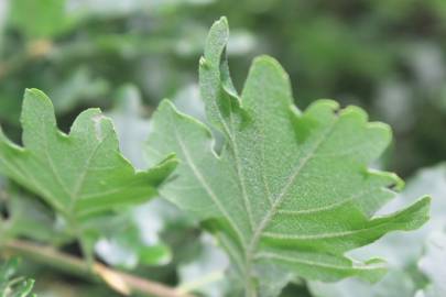 Fotografia da espécie Quercus petraea subesp. petraea