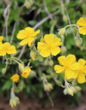 Fotografia 4 da espécie Helianthemum nummularium no Jardim Botânico UTAD