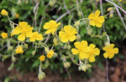 Fotografia da espécie Helianthemum nummularium