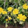 Fotografia 4 da espécie Helianthemum nummularium do Jardim Botânico UTAD