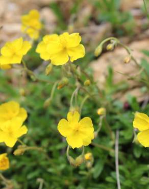 Fotografia 5 da espécie Helianthemum nummularium no Jardim Botânico UTAD