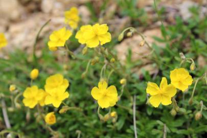 Fotografia da espécie Helianthemum nummularium