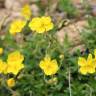 Fotografia 5 da espécie Helianthemum nummularium do Jardim Botânico UTAD