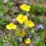 Fotografia 6 da espécie Helianthemum nummularium do Jardim Botânico UTAD