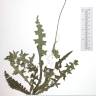 Fotografia de herbário 1 da espécie Cirsium filipendulum no Jardim Botânico UTAD