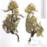 Fotografia de herbário 1 da espécie Cirsium palustre no Jardim Botânico UTAD
