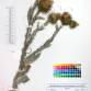 Fotografia 1 de herbário da espécie Onopordum acanthium no Jardim Botânico UTAD