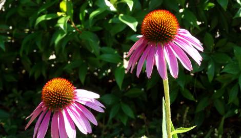 Fotografia da espécie Echinacea purpurea