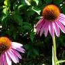 Fotografia 8 da espécie Echinacea purpurea do Jardim Botânico UTAD