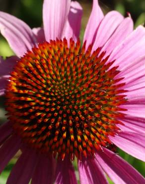 Fotografia 9 da espécie Echinacea purpurea no Jardim Botânico UTAD