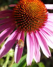 Fotografia da espécie Echinacea purpurea