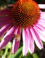 Echinacea purpurea