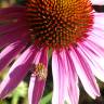 Fotografia 1 da espécie Echinacea purpurea do Jardim Botânico UTAD