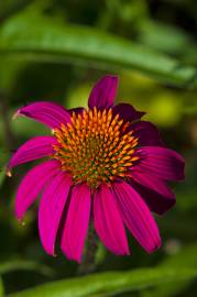 Fotografia da espécie Echinacea purpurea